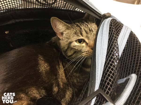 one-eyed brown tabby cat peeks out of carrier at vet