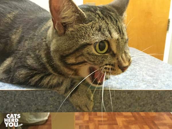 one-eyed brown tabby cat meows at vet