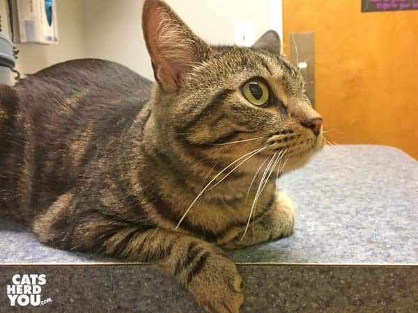 One-eyed brown tabby cat at Bay Hill Cat Hospital