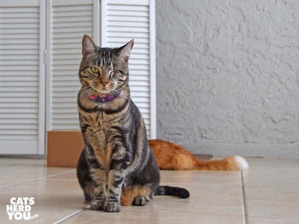 one-eyed brown tabby cat sits in front of orange tabby cat