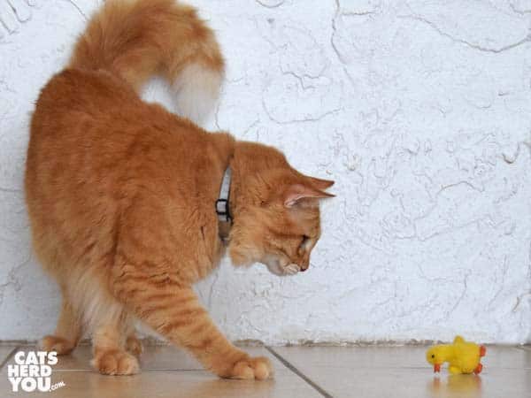 orange tabby cat and duckling toy