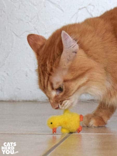 orange tabby cat and duckling toy