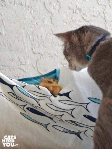 Orange tabby cat looks out of tunnel at gray tabby cat