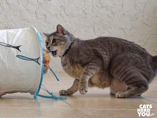 gray tabby cat watches orange tabby cat leave tunnel