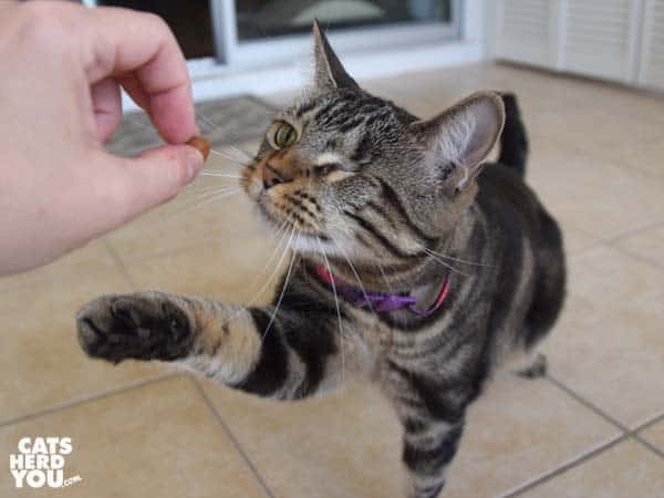 one-eyed tabby cat takes pill hidden in treat