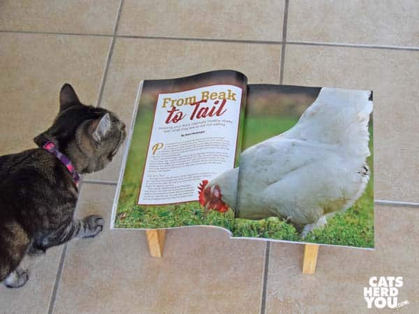 one-eyed brown tabby cat reads chicken magazine