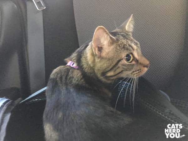 one-eyed brown tabby cat sits up from open Sleepypod cat carrier in back of car