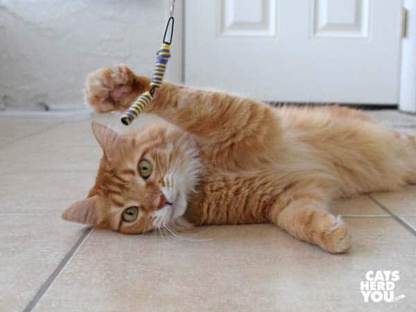 orange mediumhair tabby cat swats lazily at toy