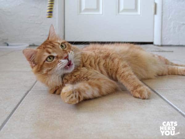 orange mediumhair tabby cat doesn't swat at toy