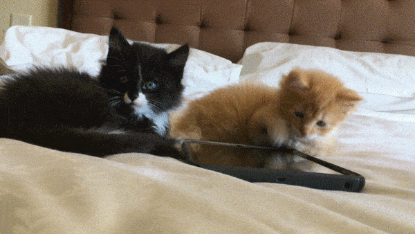 orange tabby kitten and tuxedo kitten play with ipad animated gif