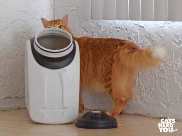 orange tabby cat looks at Vittles Vault from behind