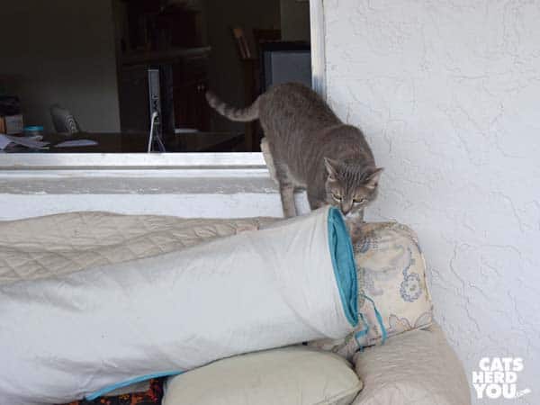 gray tabby cat notices tunnel on sofa
