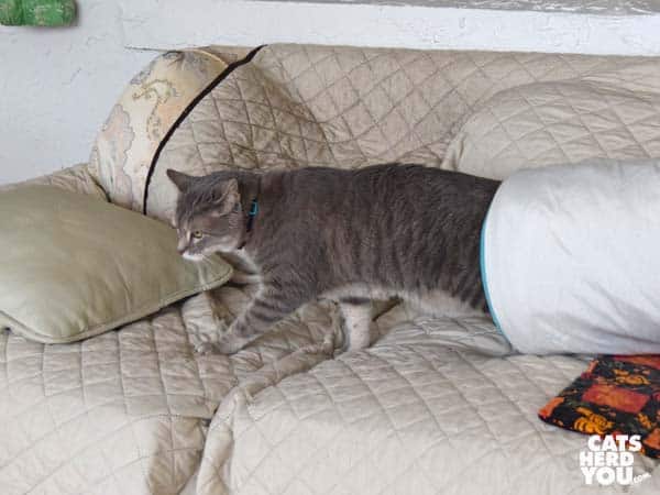 gray tabby cat exits tunnel on sofa