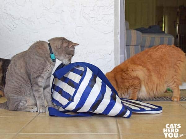 orange tabby cat plunders picnic cooler as gray tabby cat looks on