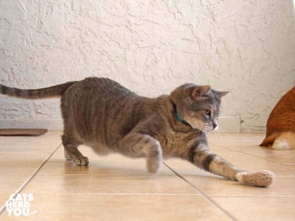 gray tabby cat chases knit chicken leg toy