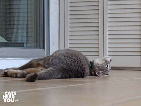 Gray tabby cat lays on floor