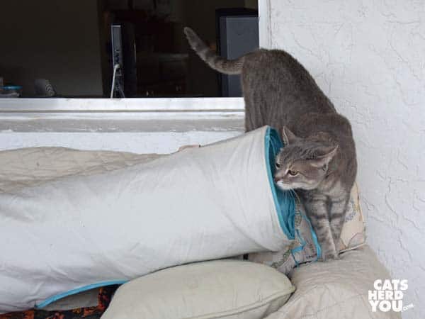 gray tabby cat sniffs tunnel on sofa