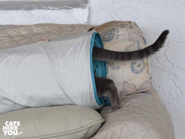 gray tabby cat enters tunnel on sofa