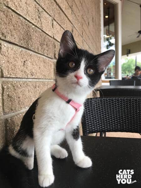 tuxedo kitten makes face at sound while sitting on cafe table