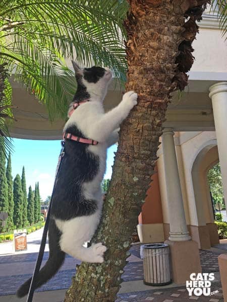 tuxedo kitten climbs tree