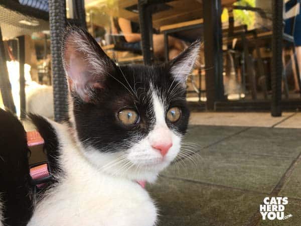 tuxedo cat on coffee shop patio