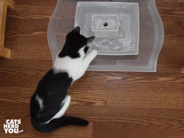black and white tuxedo kitten paws ice in water fountain