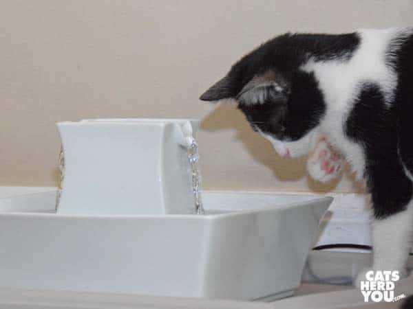 black and white tuxedo kitten lifts paw toward water fountain