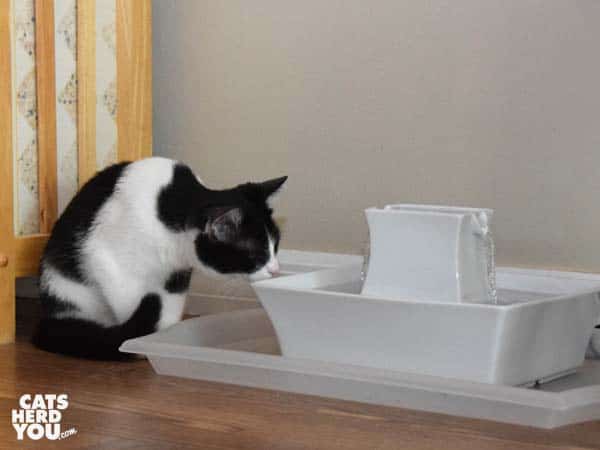 black and white tuxedo kitten looks closely at water in fountain