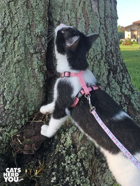 black and white tuxedo kitten looks up tree