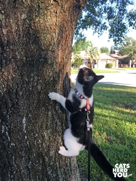 black and white tuxedo kitten climbs tree