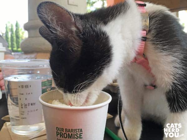 black and white tuxeo kitten licks whipped cream from starbucks cup