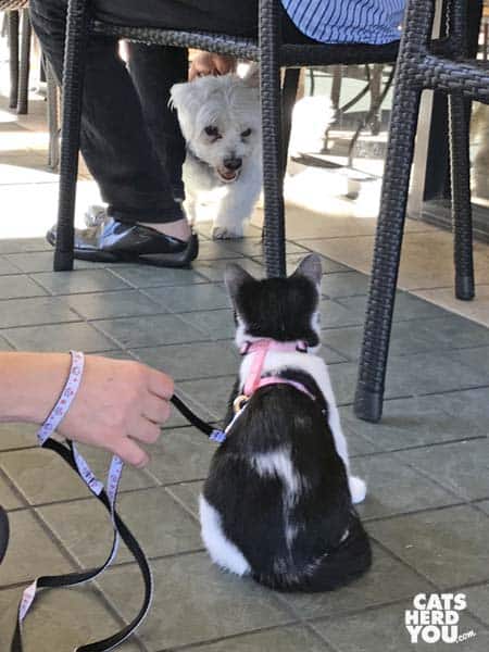 tuxedo kitten looks at dog on coffee shop patio