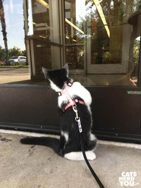 tuxedo cat looks into plate glass door