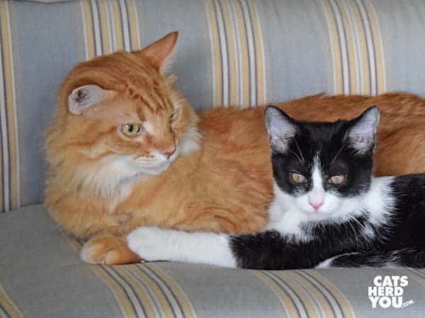 orange tabby cat and black tuxeo kitten on striped ottoman