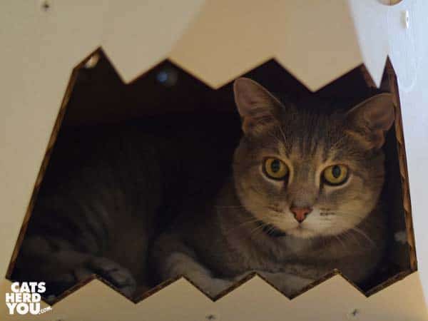 gray tabby cat inside cardboard shark