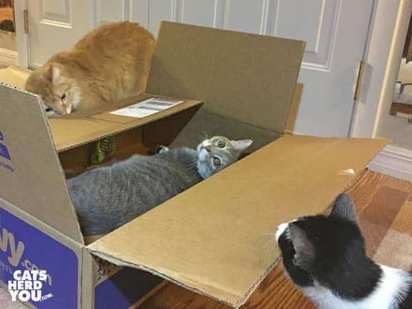 orange tabby cat and black and white tuxedo kitten look at gray tabby cat in box