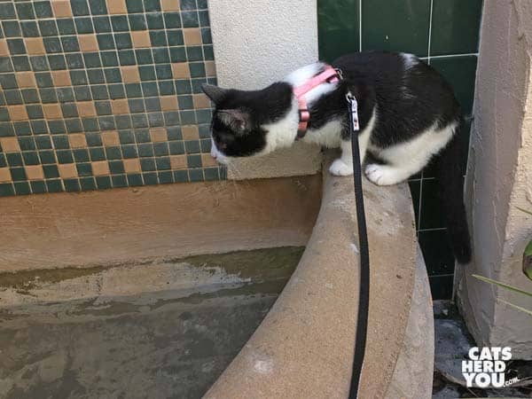 black and white tuxedo kitten looks down into fountain basin