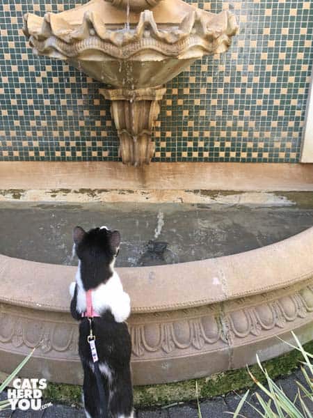 black and white tuxedo kitten looks up at fountain