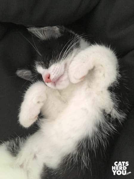 black and white tuxedo kitten sleeps