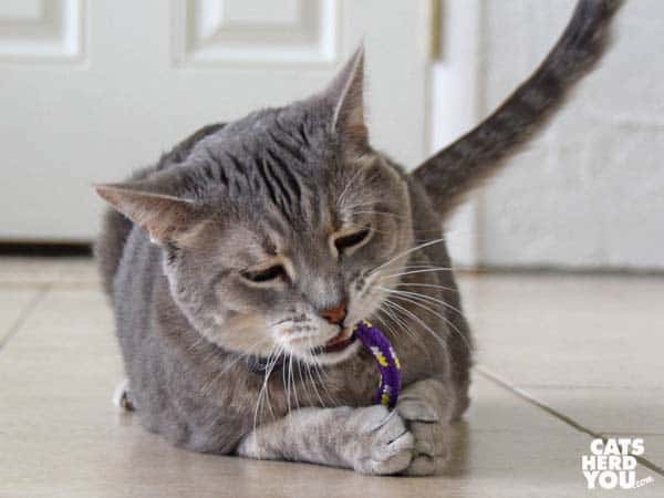 gray tabby cat plays with purple catnip toy