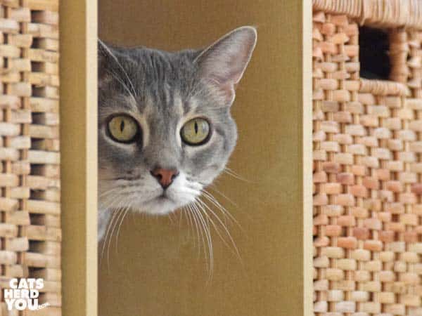 gray tabby cat peeks around corner