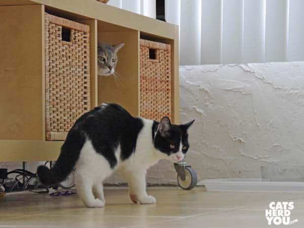 gray tabby cat hides as black and white tuxedo kitten passes by