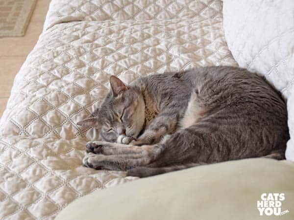 gray tabby cat sleeps on sofa