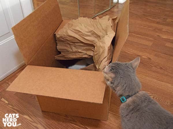 gray tabby cat looks at cardboard box