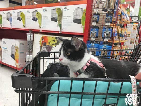 black and white tuxedo kitten rides her sleepypod carrier in pet store