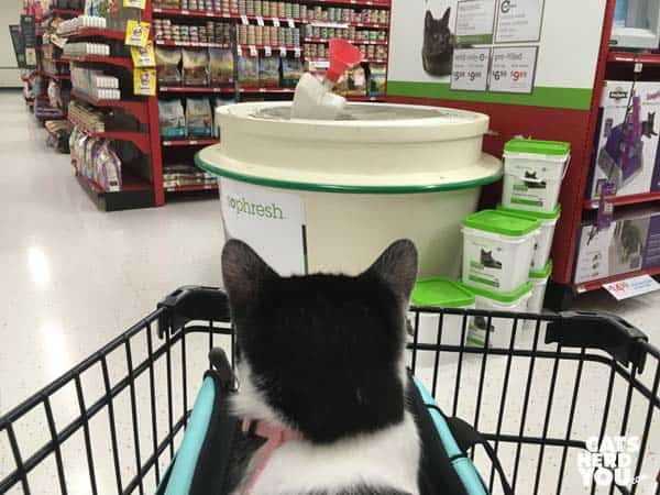 black and white tuxedo kitten looks at cat litter in the pet store