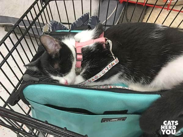 black and white tuxedo kitten sleeps atop her carrier in pet store