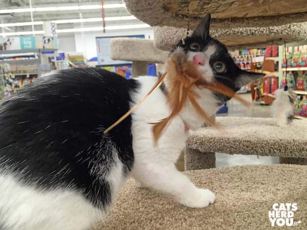 black and white tuxedo kitten looks at feather toy in pet store