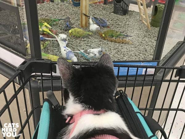 black and white tuxedo kitten looks at birds in pet store