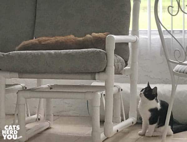 black and white tuxedo kitten looks up at orange tabby cat